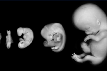 embryo-photo embryo-photo