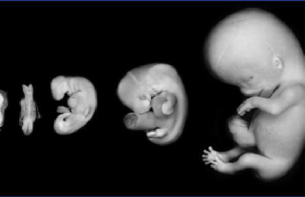 embryo-photo